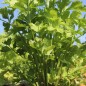 Preview: Chinesischer Sellerie Yellow Stem (Samen)