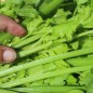 Preview: Chinesischer Sellerie Yellow Stem (Samen)