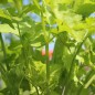 Preview: Chinesischer Sellerie Yellow Stem (Samen)