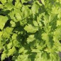 Preview: Chinesischer Sellerie Yellow Stem (Samen)
