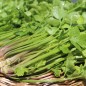 Preview: Chinesischer Sellerie Yellow Stem (Samen)