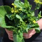 Preview: Choi Sum Big Buds (Samen)
