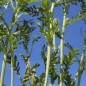 Preview: Chop Suey Long Stem (Samen)