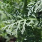 Preview: Chop Suey Long Stem (Samen)