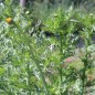 Preview: Chop Suey Long Stem (Samen)