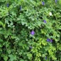 Preview: Neu! Clitoria (Samen)