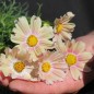 Preview: Cosmos Apricot Lemonade (Samen)