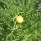 Preview: Cosmos Apricot Lemonade (Samen)