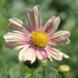 Preview: Cosmos Apricot Lemonade (Samen)