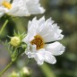 Preview: Cosmos Double Dutch White (Samen)