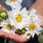Preview: Cosmos Double Dutch White (Samen)