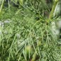 Preview: Cosmos Double Dutch White (Samen)