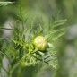 Preview: Cosmos Double Dutch White (Samen)