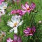 Preview: Cosmos Fizzy Rose Picotee (Samen)
