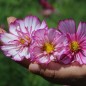Preview: Cosmos Fizzy Rose Picotee (Samen)