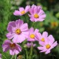 Preview: Cosmos Gloria (Samen)