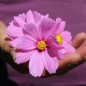 Preview: Cosmos Gloria (Samen)