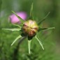 Preview: Cosmos Gloria (Samen)