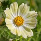 Preview: Cosmos Kiiro (Samen)