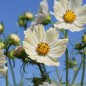 Preview: Cosmos Kiiro (Samen)