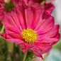 Preview: Cosmos Xsenia (Samen)