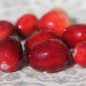 Preview: Cranberry Mc Farlin (Pflanze)