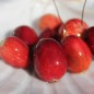 Preview: Cranberry Mc Farlin (Pflanze)