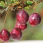 Preview: Cranberry Crowley (Pflanze)