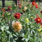 Preview: Dahlie Cactus Flowered Mix (Samen)