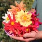 Preview: Dahlie Cactus Flowered Mix (Samen)