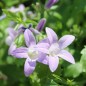 Preview: Dalmatiner Polster-Glockenblume  (Samen)