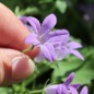 Preview: Dalmatiner Polster-Glockenblume  (Samen)