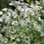 Preview: Dalmatinische Insektenblume (Samen)