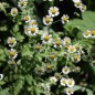 Preview: Dalmatinische Insektenblume (Samen)