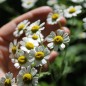 Preview: Dalmatinische Insektenblume