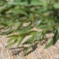 Preview: Deutscher Estragon (Pflanze)
