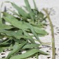 Preview: Deutscher Estragon (Pflanze)