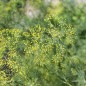Preview: Dill Ambrozja (Samen)