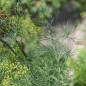 Preview: Dill Ambrozja (Samen)