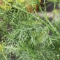 Preview: Dill Ambrozja (Samen)