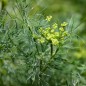 Preview: Dill Compact (Samen)