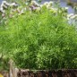 Preview: Dill Compact (Samen)