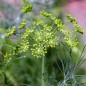 Preview: Dill Compact (Samen)