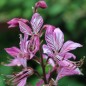 Preview: Diptam rosa (Samen)