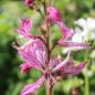 Preview: Diptam rosa (Samen)