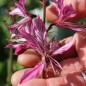 Preview: Diptam rosa (Samen)