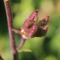 Preview: Diptam rosa (Samen)