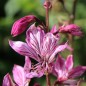 Preview: Diptam rosa (Samen)