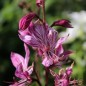 Preview: Diptam rosa (Samen)