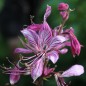 Preview: Diptam rosa (Samen)
